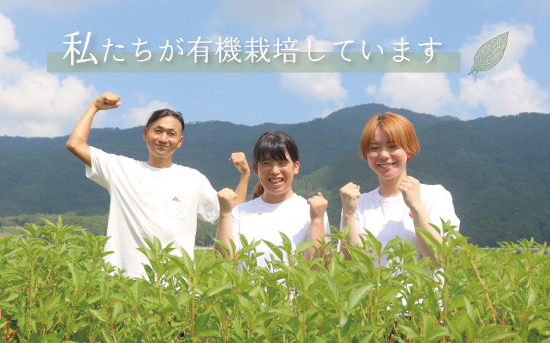 モロヘイヤ100